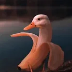 captain